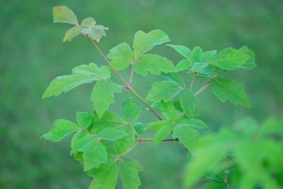 Acer griseum - javor šedý - letní větévka s listy